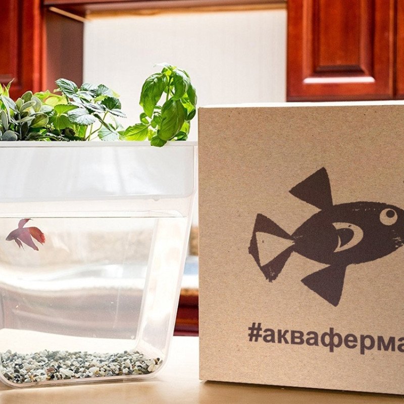 Набор для выращивания растений и ухода за рыбкой "Акваферма"
