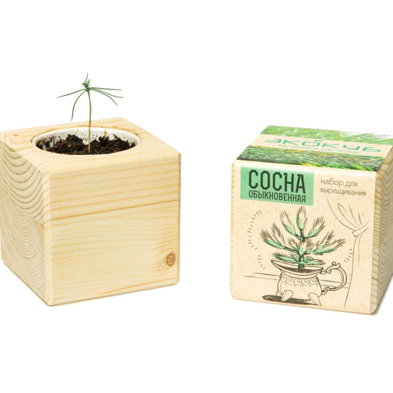 Набор для выращивания "Экокуб Classic "Сосна обыкновенная"