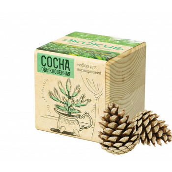 Набор для выращивания "Экокуб Classic "Сосна обыкновенная"