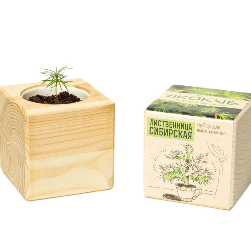 Набор для выращивания "Экокуб Classic "Лиственница Сибирская"